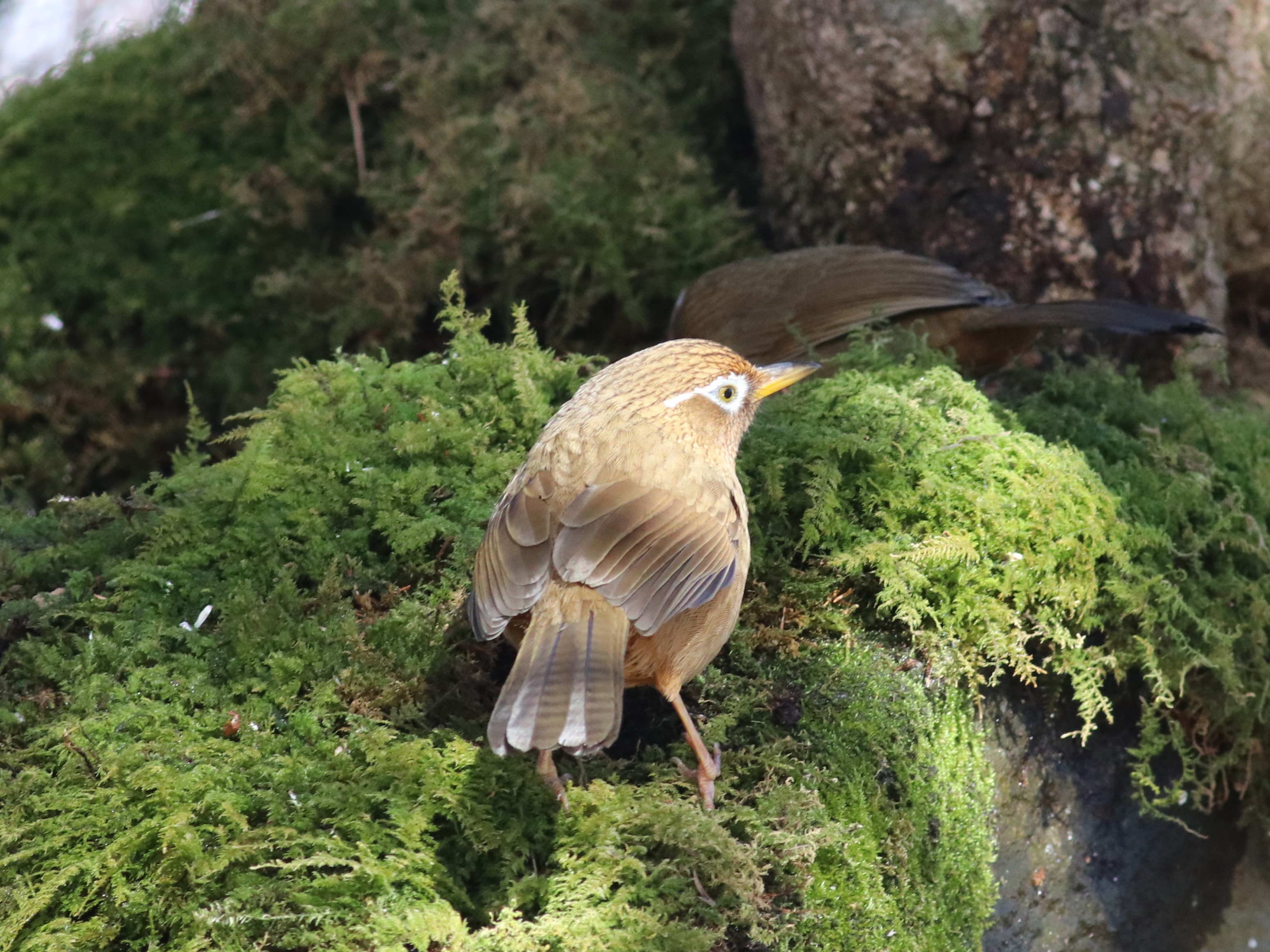 ガビチョウ